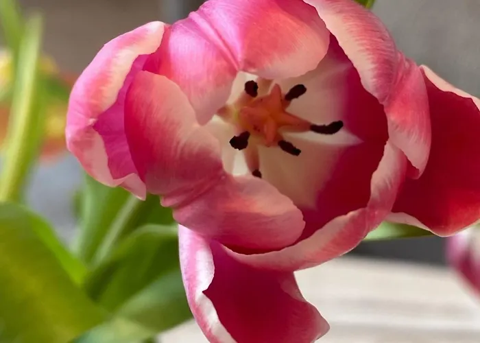 Boddenkieker 04 Lägenhet